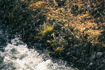 Scenic riverbank with autumn leaves and flowing water.