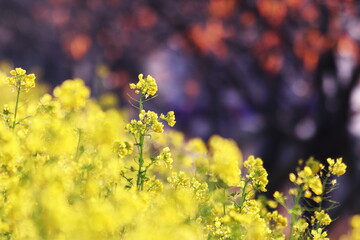 春の美しい菜の花