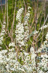 Spiraea prunifolia 'Shijimibana' Pflaumenblättrige Brautspiere
