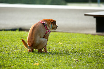 a dog pooping in a public garden.