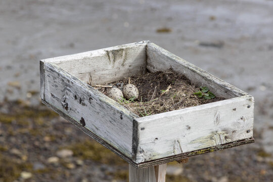 Gesch&uuml;tztes Nest von einem Kiebitz