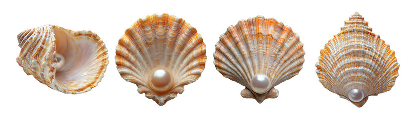 Obraz premium Shells with Pearl on Transparent Background