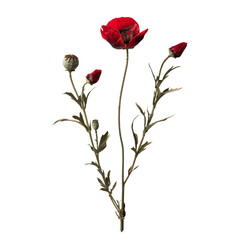 Red poppy with buds isolated on transparent or white background