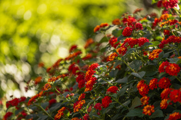 Lantana camara 