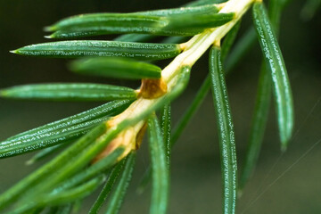 Close-up of Pine Branch