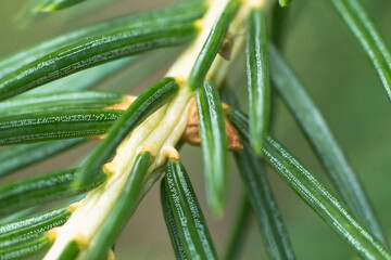 Obraz premium Close-up of Pine Branch