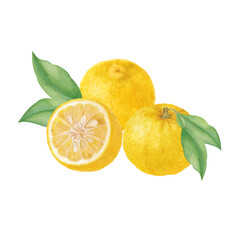水彩手書きの柚子のベクターイラスト