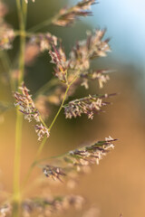 Close-up of Foxtail Plant (Genus Setaria)