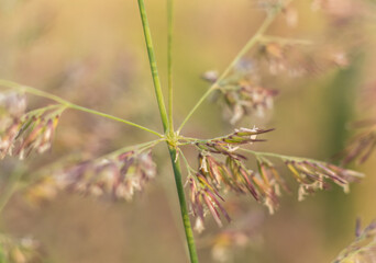 Close-up of Foxtail Plant (Genus Setaria)