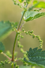 Close-up of Stinging Nettle Plant in Bloom