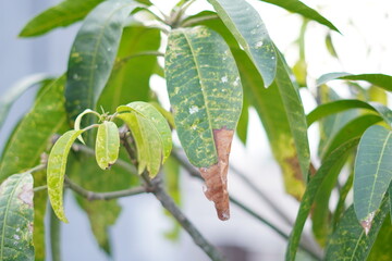 Long, drooping green leaves with white spots on some parts due to disease
