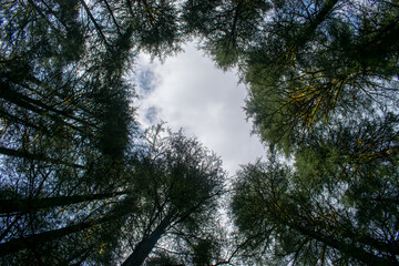 Fototapeta premium Looking up through towering pine trees, their branches form a natural frame around a patch of cloudy sky. The unique perspective showcases the beauty of dense forest and tranquil nature in Lansdowne.