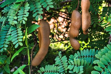 Close-up of ripe brown seed pods and leaves of a Tamarind tree (Tamarindus indica) on a plantation in Thailand
