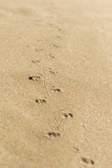 Turtle Tracks: Imprints on the Sand