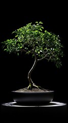 Elegant japanese bonsai tree on black background