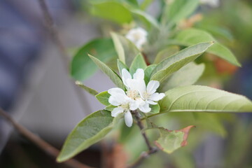 Small white flowers of apple tree with blurred background