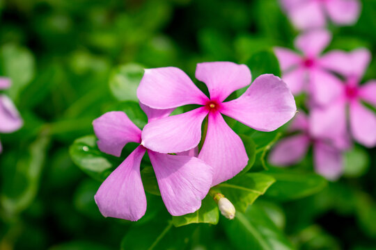 A close up of vibrant pink periwinkle flowers with delicate petals, set against lush green foliage. The bright colors make this perfect for themes of beauty and nature. Captured in Hastinapur, india.