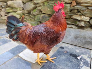 A close up of a vibrant brown rooster with a red comb and glossy black-tipped tail feathers, standing on a stone pavement. The rustic stone wall in the background adds to the countryside charm.