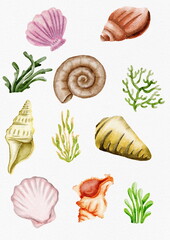 marine, sea, coast, pattern, shells, scallop, ocean, underwater, nature, watercolor, object, pastel, background, backdrop, background picture