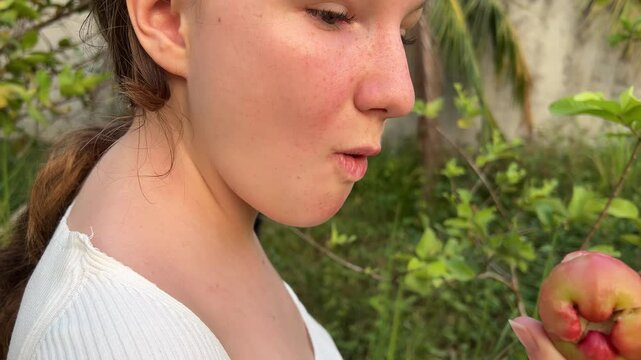girl traveler bites fruit Wax Apple Java appale, wax apple , Syzygium samarangense fruits on tree. The fruit is also called Semarang rose-apple, and wax jambu.