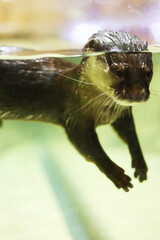 Playful Otter: A Dive into Adventure