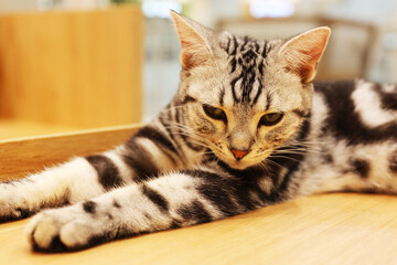 Cat Relaxing in a cozy place