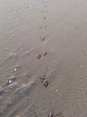 Paw prints in the sand 