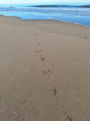 Paw prints in the sand 