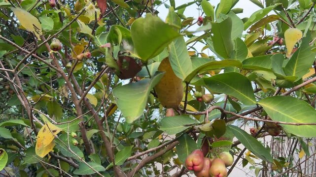 Wax Apple Java appale, wax apple , Syzygium samarangense fruits on tree. tree is mostly grown in tropical areas and can grow upto 12 m. The fruit is also called Semarang rose-apple, and wax jambu.