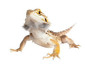 Obraz premium High-Quality PNG Bearded Dragon on White Isolated on White Background – High Resolution