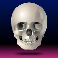 A human skull is set against a gradient background transitioning from deep blue to magenta. The skull's smooth surface reflects light subtly, highlighting its contours and structure.