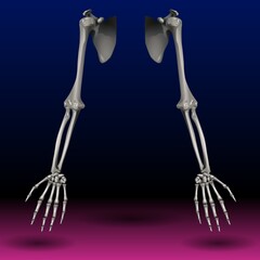 Two skeletal arms are positioned against a gradient background transitioning from blue to pink. The anatomy of the arms, including the humerus, radius, ulna, and hand bones, is clearly depicted.