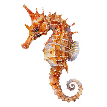 recommend clip art: A watercolor painting of a Seahorse, isolated on a white background. Seahorse vector.