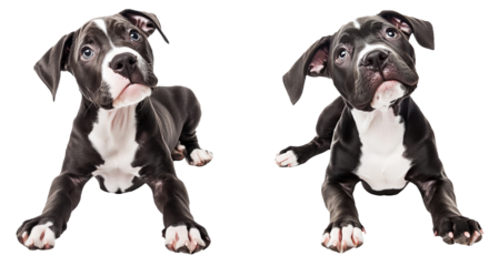 High-Quality PNG Cute Crossbreed Puppy With Big Paws Isolated on White Background – High Resolution