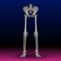 A skeletal structure of human legs and pelvis is displayed against a gradient background transitioning from blue to pink. The bones are shown in detail, emphasizing the joints and anatomical features.