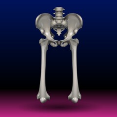 A digitally rendered image of a human pelvis with femurs is displayed against a gradient background ranging from blue to pink. The shiny metallic look of the bone gives a modern & futuristic aesthetic