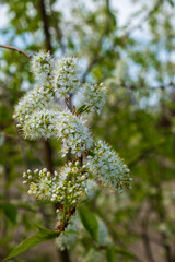 Prunus maackii 'Amber Beauty'  Amurkirsche Detail Blüte