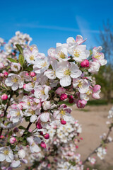 Malus Evereste Zierapfel Detail Blüte