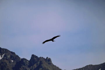 seagull in the sky