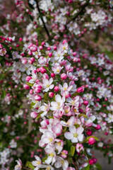 Malus 'Professor Sprenger' Zierapfel Detail Blüte