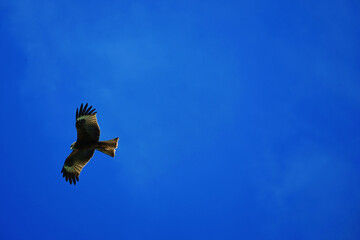 american eagle in flight