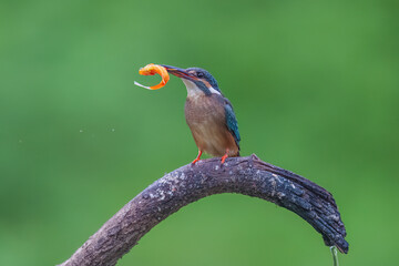 kingfisher on branch