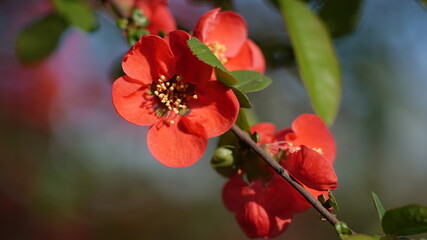 Red Flower of Chaenomeles japonica Tree