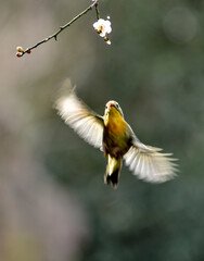 hummingbird on a branch