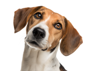 Australian foxhound dog portrait looking at camera isolated on white background. Australian foxhound headshot on white