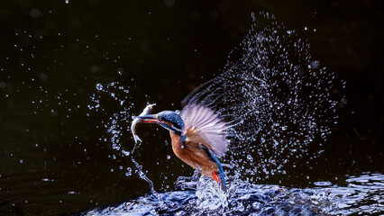 dolphin jumping in water