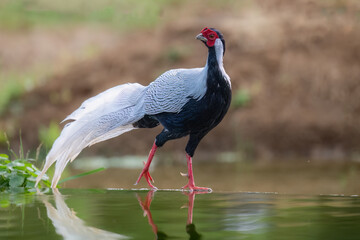 Naklejka premium black crowned crane