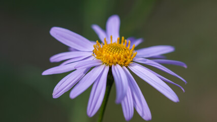 macro photography of tatarian aster flower