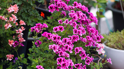 pink regal geranium flower on the garden flowerpot
