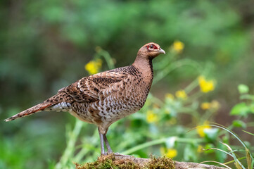 pheasant in the wild